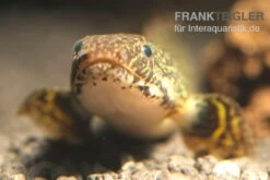 Schmuck-Flösselhecht, Polypterus Ornatipinnis, NZ -Heimtierbedarf Polypterus ornatipinnis FSWFT0874
