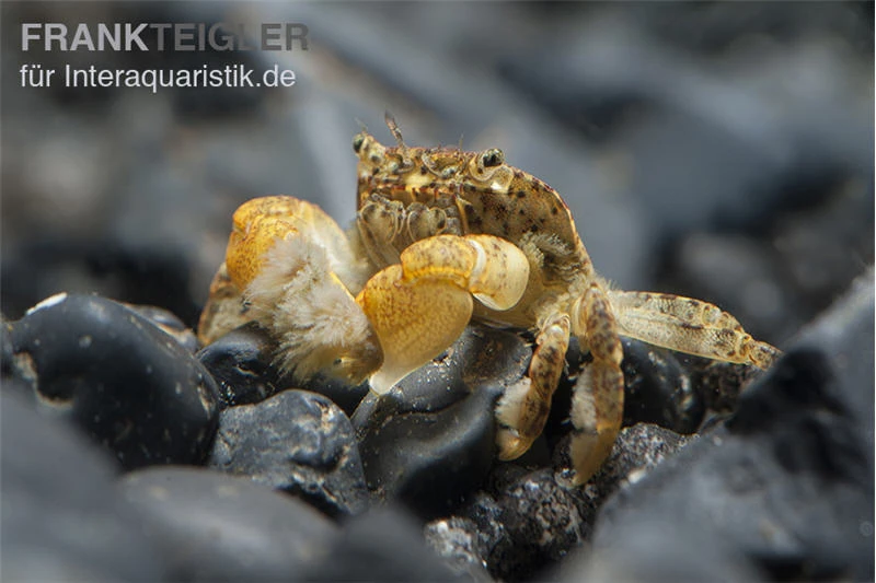 Pompomkrabbe, Ptychognathus Barbatus (Hongkong-Krabbe) 5 Pompomkrabbe, Ptychognathus Barbatus (Hongkong-Krabbe) – Bild 3