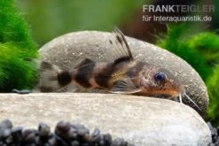 Pracht-Fiederbartwels, Synodontis Decorus -Heimtierbedarf Pracht Fiederbartwels Synodontis decorus neu 2