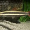 Prachtkopfsteher, Anostomus Anostomus -Heimtierbedarf Prachtkopfsteher Anostomus anostomus