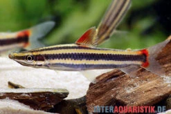 Prachtkopfsteher, Anostomus Anostomus -Heimtierbedarf Prachtkopfsteher Anostomus anostomus neu 1