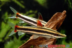 Prachtkopfsteher, Anostomus Anostomus -Heimtierbedarf Prachtkopfsteher Anostomus anostomus neu 2