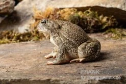 Präriekröte, Bufo Cognatus -Heimtierbedarf Praeriekroete Bufo cognatus 2