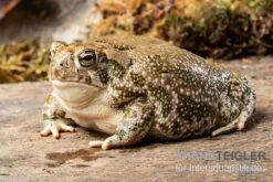 Präriekröte, Bufo Cognatus -Heimtierbedarf Praeriekroete Bufo cognatus 3