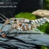 Maikäferkrebs, Procambarus Spiculifer -Heimtierbedarf Procambarus spiculifer 2