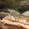 Flusskrebs, Procambarus Vasquezae -Heimtierbedarf Procambarus vasquezae 2