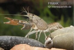 Flusskrebs, Procambarus Vasquezae -Heimtierbedarf Procambarus vasquezae 9