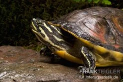 Florida-Rotbauch-Schmuckschildkröte, Pseudemys Nelsoni FZ