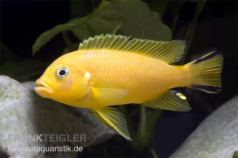 Pseudotropheus Sp. Daktari 3 Pseudotropheus Sp. Daktari