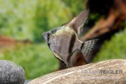 Avatar Zebra-Skalar, Pterophyllum Scalare -Heimtierbedarf Pterophyllum scalare AVATAR ZEBRA 1