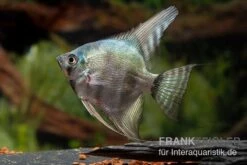 Avatar Zebra-Skalar, Pterophyllum Scalare