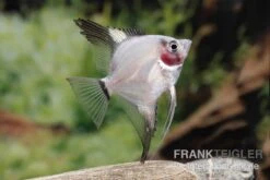 Bulgarian Green Red Cheek Skalar, Pterophyllum Scalare -Heimtierbedarf Pterophyllum scalare BULGARIAN GREEN RED CHICK