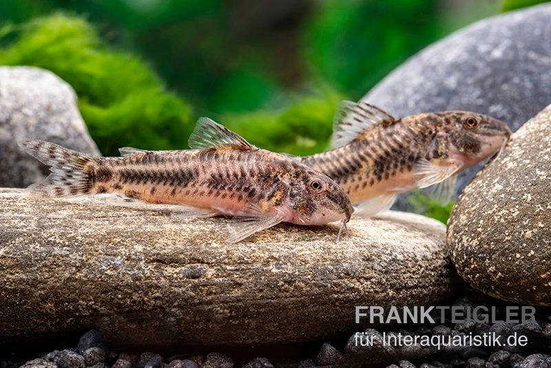 Raimunds Schmerlenwels, Aspidoras Raimundi 4 Raimunds Schmerlenwels, Aspidoras Raimundi – Bild 2