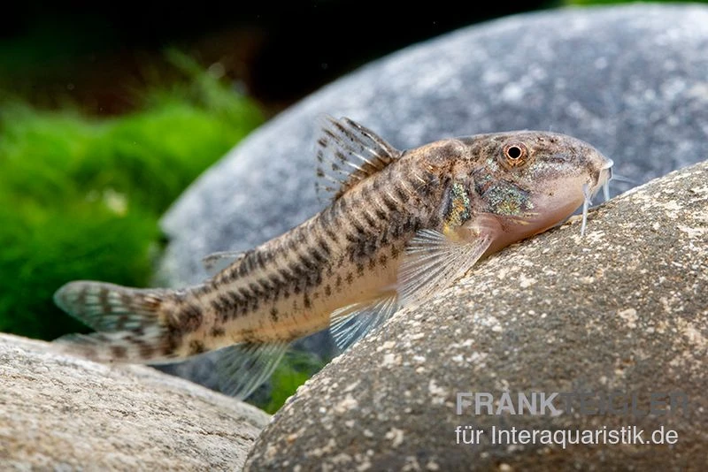 Raimunds Schmerlenwels, Aspidoras Raimundi 3 Raimunds Schmerlenwels, Aspidoras Raimundi