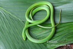 Raue Grasnatter, Opheodrys Aestivus -Heimtierbedarf Raue Grasnatter Opheodrys aestivus 3