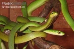 Raue Grasnatter, Opheodrys Aestivus -Heimtierbedarf Raue Grasnatter Opheodrys aestivus 5