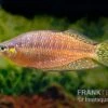 Rawa-Biru-Regenbogenfisch, Melanotaenia Cf. Splendida Rubrostriata "Rawa Biru" , 5 Tiere 2 Rawa-Biru-Regenbogenfisch, Melanotaenia Cf. Splendida Rubrostriata "Rawa Biru" , 5 Tiere -Heimtierbedarf Rawa Biru Regenbogenfisch Melanotaenia cf splendida rubrostriata Rawa Biru 1