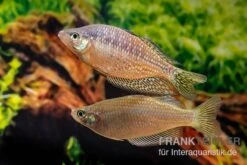 Rawa-Biru-Regenbogenfisch, Melanotaenia Cf. Splendida Rubrostriata "Rawa Biru" , 5 Tiere -Heimtierbedarf Rawa Biru Regenbogenfisch Melanotaenia cf splendida rubrostriata Rawa Biru 3