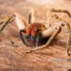 Red Fang Spider, Piloctenus Haematostoma -Heimtierbedarf Red Fang Spider Piloctenus haematostoma 1