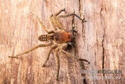 Red Fang Spider, Piloctenus Haematostoma -Heimtierbedarf Red Fang Spider Piloctenus haematostoma 3