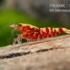 Red Galaxy Garnele Mix, Caridina Spec. "Red Galaxy" -Heimtierbedarf Red Galaxy Garnele Mix Caridina spec Red Galaxy 1