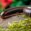 Red Legged Millipede, Spirostreptus Sp. Red Legged Nigeria 2 Red Legged Millipede, Spirostreptus Sp. Red Legged Nigeria -Heimtierbedarf Red Legged Millipede Spirostreptus sp Red Legged Nigeria 1