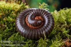 Red Legged Millipede, Spirostreptus Sp. Red Legged Nigeria -Heimtierbedarf Red Legged Millipede Spirostreptus sp Red Legged Nigeria 2