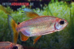 Regenbogen-Kongosalmler, Phenacogrammus Hilgendorfi 5 Regenbogen-Kongosalmler, Phenacogrammus Hilgendorfi -Heimtierbedarf Regenbogen Kongosalmler Phenacogrammus hilgendorfi 2