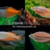 Regenbogenfisch-Mix, 5 Tiere 2 Regenbogenfisch-Mix, 5 Tiere -Heimtierbedarf Regenbogen Mix