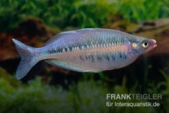 Gestreifter Regenbogenfisch, Chilatherina Fasciata, 5 Tiere 5 Gestreifter Regenbogenfisch, Chilatherina Fasciata, 5 Tiere -Heimtierbedarf Regenbogenfisch Chilatherina fasciata