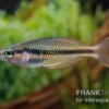 Lake Tebera Regenbogenfisch, Melanotaenia Herbertaxelrodi -Heimtierbedarf Regenbogenfisch Melanotaenia herbertaxelrodi neu