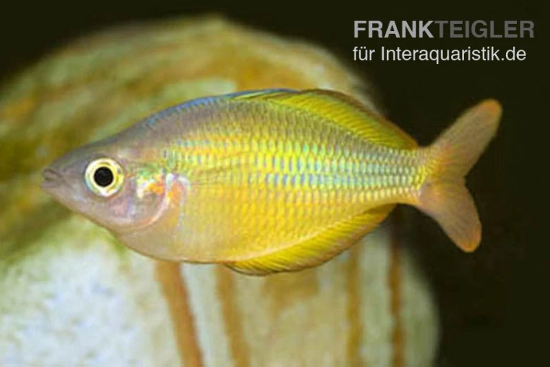 Lake Tebera Regenbogenfisch, Melanotaenia Herbertaxelrodi 4 Lake Tebera Regenbogenfisch, Melanotaenia Herbertaxelrodi – Bild 2