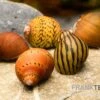 Rennschnecken-Bundle: 5x Rennschnecke Im Farbmix -Heimtierbedarf Rennschnecken Mix 1
