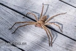 Riesenkrabbenspinne, Heteropoda Venatoria -Heimtierbedarf Riesenkrabbenspinne Heteropoda venatoria 2