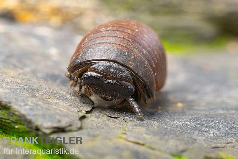 Riesenkugler, Castanotherium Sp. Indonesien 1 3 Riesenkugler, Castanotherium Sp. Indonesien 1