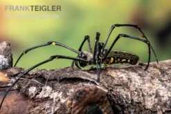 Riesenradnetzspinne, Nephila Maculata -Heimtierbedarf Riesenradnetzspinne Nephila maculata 5