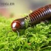 Riesiger Feuer-Tausendfüßer, Pelmatojulus Excisus -Heimtierbedarf Riesiger Feuer Tausendfuesser Pelmatojulus excisus 1
