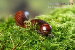 Riesiger Feuer-Tausendfüßer, Pelmatojulus Excisus -Heimtierbedarf Riesiger Feuer Tausendfuesser Pelmatojulus excisus 3