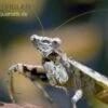 Rindenmantis, Theopompa Servillei 1 Rindenmantis, Theopompa Servillei -Heimtierbedarf Rindenmantis Theopompa servillei 1