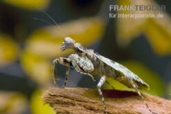 Rindenmantis, Theopompa Servillei -Heimtierbedarf Rindenmantis Theopompa servillei 2