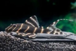 Ringelsocken-Harnischwels, L204, Panaqolus Albivermis "Flash Pleco" 4-5 Cm -Heimtierbedarf Ringelsocken Harnischwels L204 Panaqolus albivermis Flash Pleco neu 1