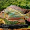 Rio-Negro-Erdfresser, Geophagus Winemilleri -Heimtierbedarf Rio Negro Erdfresser Geophagus winemilleri neu 1