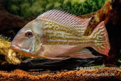 Rio-Negro-Erdfresser, Geophagus Winemilleri 7 Rio-Negro-Erdfresser, Geophagus Winemilleri -Heimtierbedarf Rio Negro Erdfresser Geophagus winemilleri neu 3