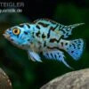 Blue Dempsey, Rocio Octofasciata "Blue Dempsey" -Heimtierbedarf Rocio octofasciata Blue Dempsey 1 3