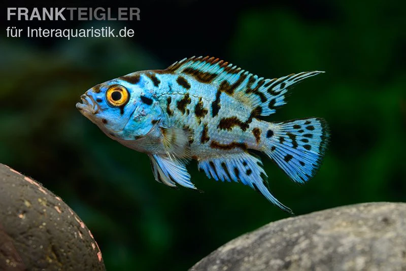 Blue Dempsey, Rocio Octofasciata "Blue Dempsey" 3 Blue Dempsey, Rocio Octofasciata "Blue Dempsey"
