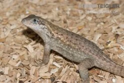 Rollschwanzleguan, Leiocephalus Carinatus 6 Rollschwanzleguan, Leiocephalus Carinatus -Heimtierbedarf Rollschwanzleguan Leiocephalus carinatus
