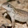Rollschwanzleguan, Leiocephalus Carinatus 2 Rollschwanzleguan, Leiocephalus Carinatus -Heimtierbedarf Rollschwanzleguan Leiocephalus carinatus1