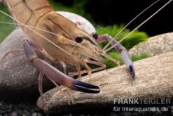 Rosenberggarnele, Macrobrachium Rosenbergii -Heimtierbedarf Rosenberggarnele Macrobrachium rosenbergii 2