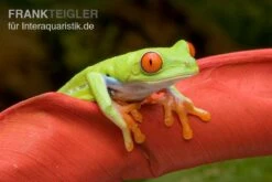 Rotaugenlaubfrosch, Agalychnis Callidryas DNZ -Heimtierbedarf Rotaugenlaubfrosch Agalychnis callidryas 02