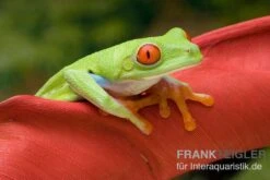 Rotaugenlaubfrosch, Agalychnis Callidryas DNZ -Heimtierbedarf Rotaugenlaubfrosch Agalychnis callidryas 03